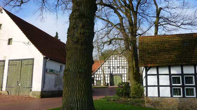 Fachwerkhäuser und ein Baum im Vordergrund