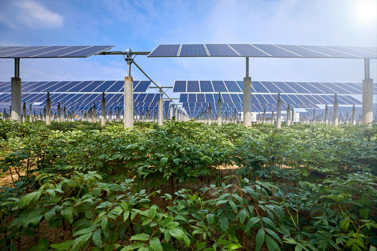 Vegetables grown under solar photovoltaic panels