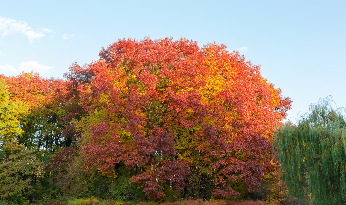 Der Baum des Jahres 2025: Die Rot-Eiche Roteiche