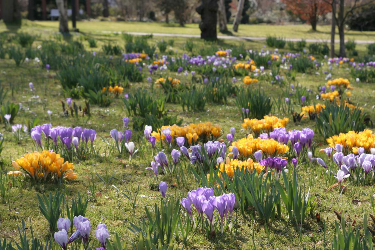 Unsere Spielplätze blühen auf - Frühblüheraktion 2025 Symboldbild Frühblüher