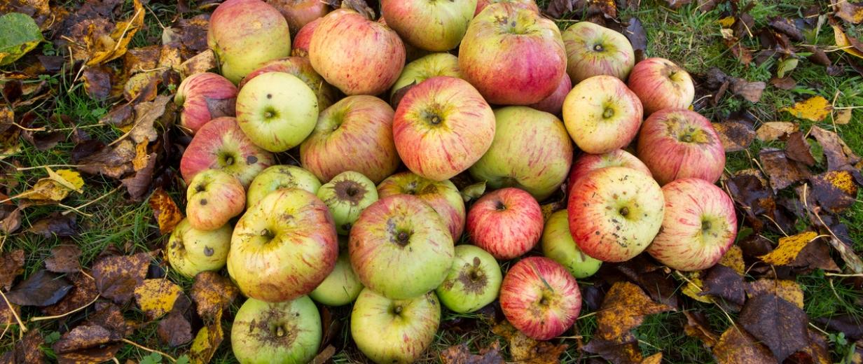 Äpfel liegen auf einer Wiese mit Herbstlaub