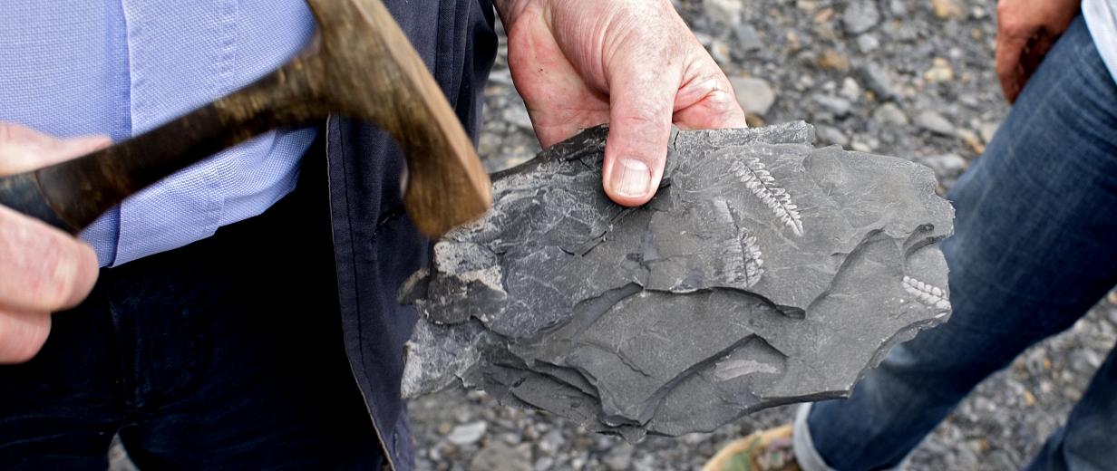 Hand hält eine Fossilie (Schieferstein)