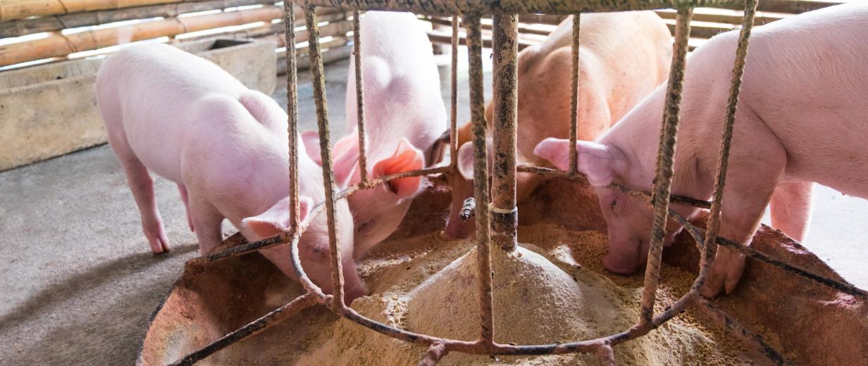 Tierschutzfall im Schweinebestand Schweine am Futtertrog