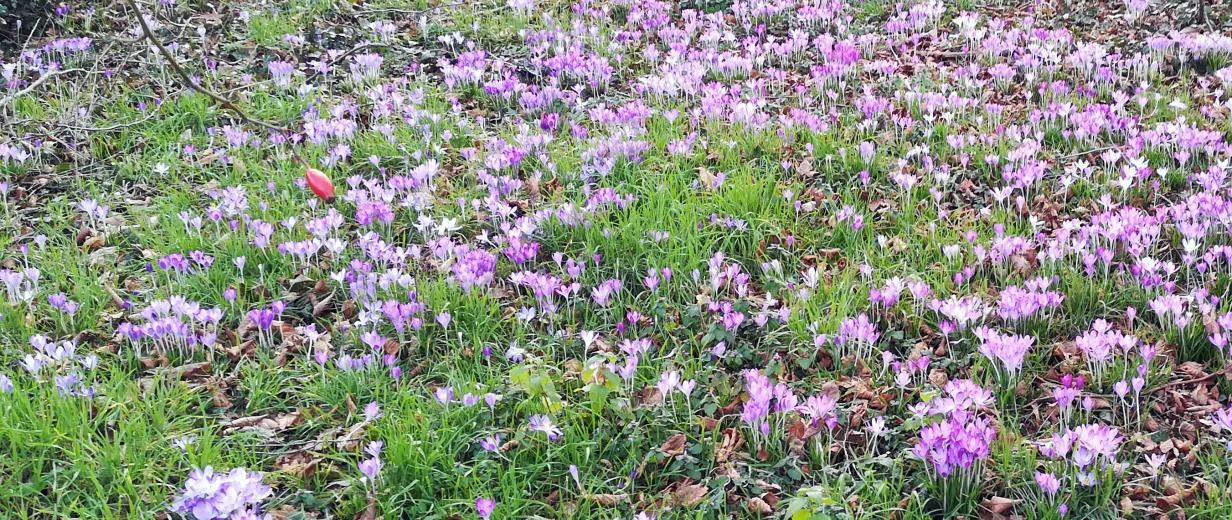 lila Krokusse Wiese mit lila blühenden Blumen.