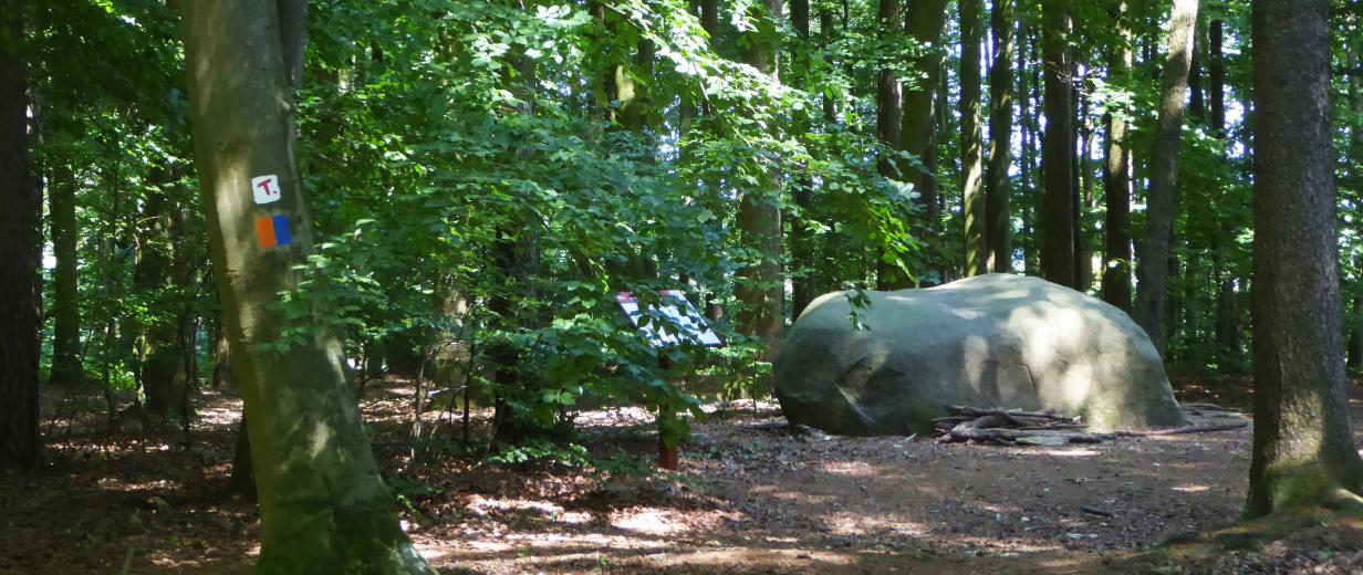 100 Jahre „Steinernes Meer“: Veranstaltungen zum Jubiläum des zweitältesten Naturschutzgebiets Niedersachsens Abbildung eines Findlings