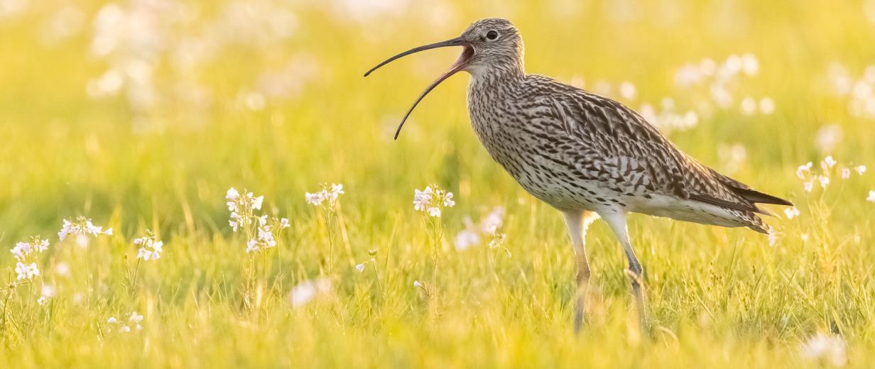 Großer Brachvogel Vogel auf einer Wiese