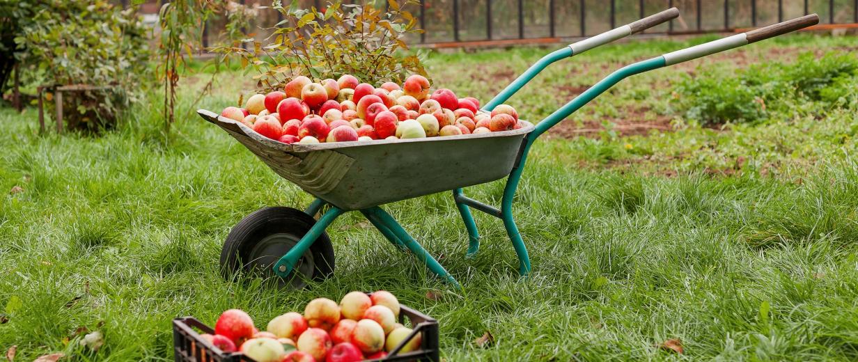 Fallobst entsorgen AWIGO Eine Schubkarre voller Äpfel steht in einem Garten.