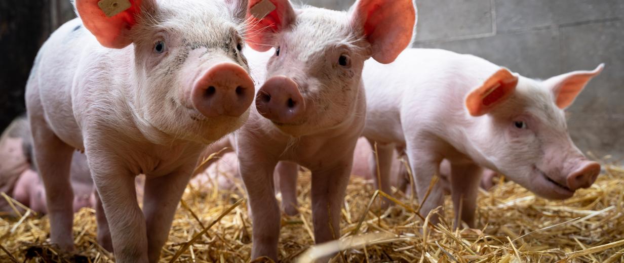 Schweine im Stroh