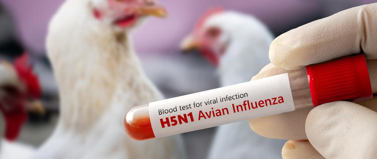 Zwei Hühner im Hintergrund, im Vordergrund eine Blutprobe in einem Reagenzglas