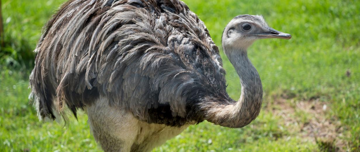 Laufvogel auf einer Wiese