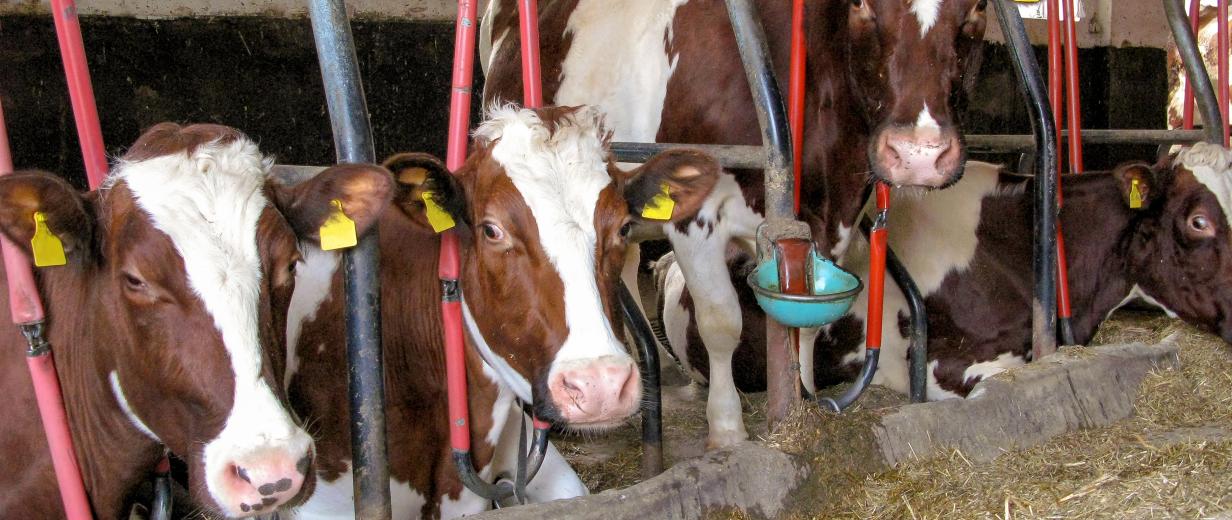 Kühe im Stall
