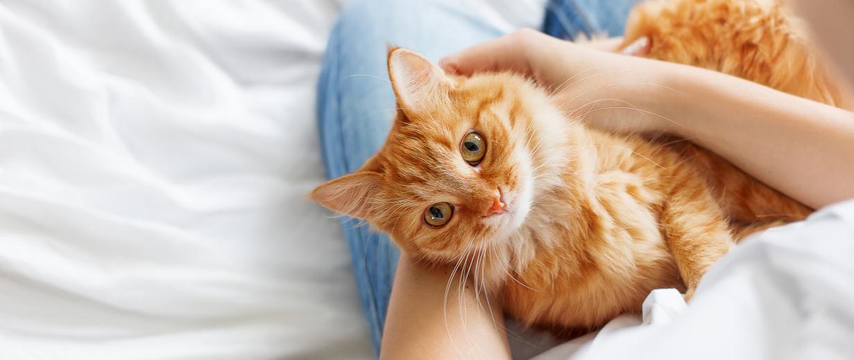 Katze auf Schoss