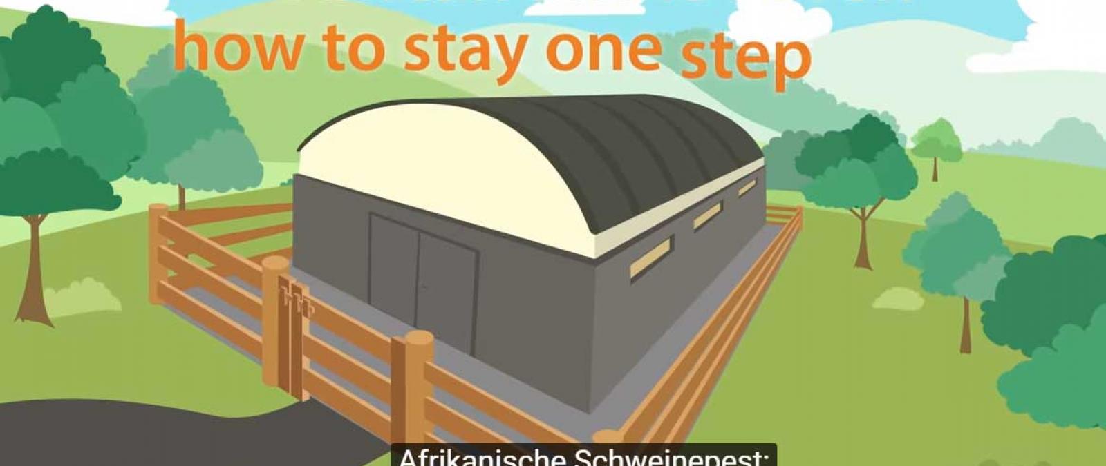 Afrikanische Schweinepest