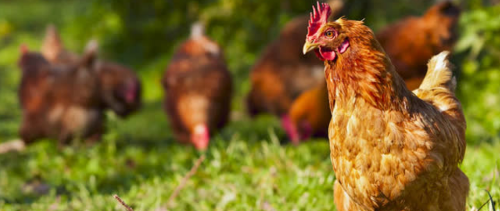 Hühner auf einer Wiese