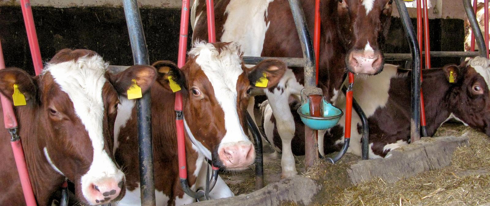 Kühe im Stall