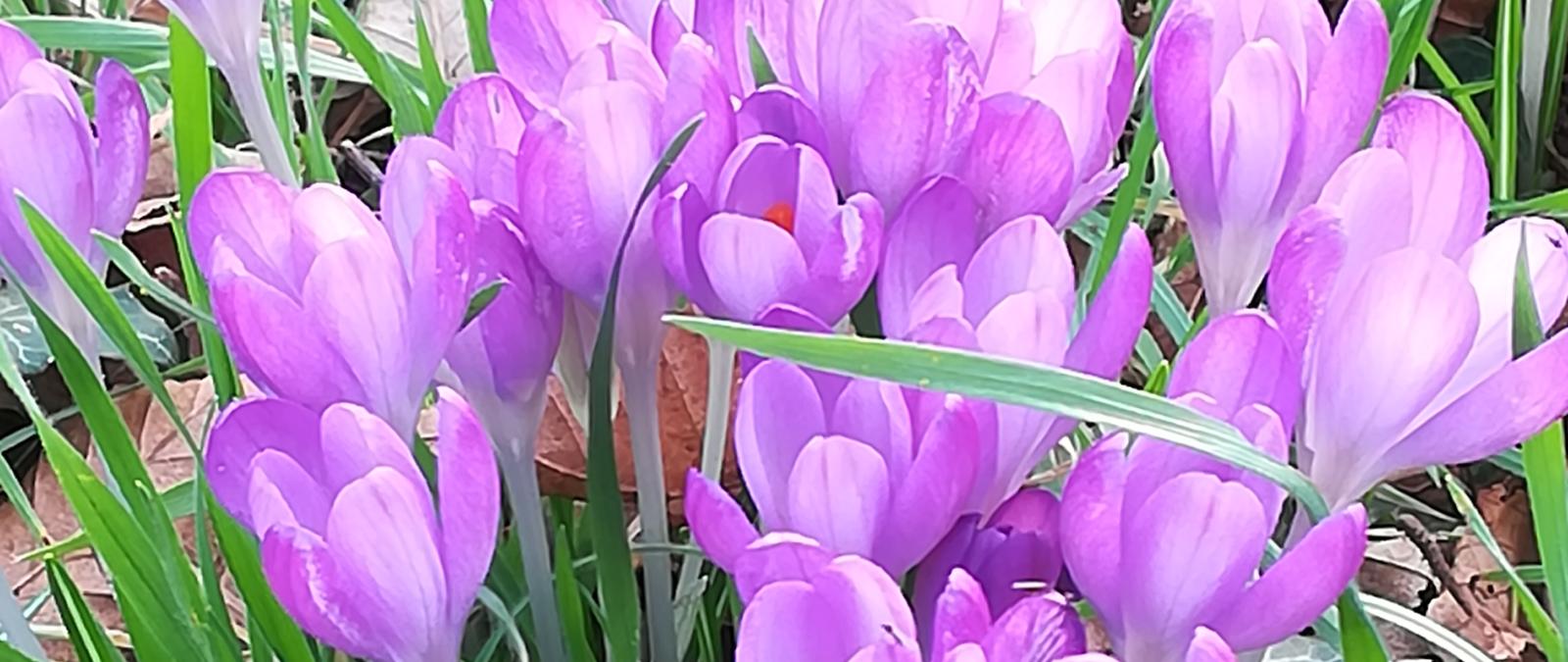lila farbene Krokusse auf einer Wiese