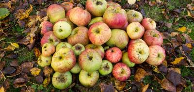 Äpfel liegen auf einer Wiese mit Herbstlaub