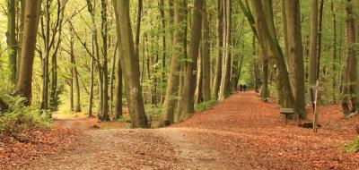 Bäume im Wald