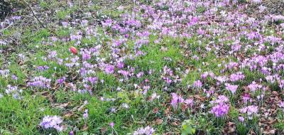 Wiese mit lila blühenden Blumen.