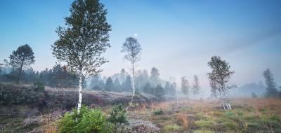 Bäume in einer Moorlandschaft mit blauem Himmel