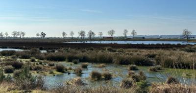 Landschaft Moor