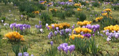 Symboldbild Frühblüher