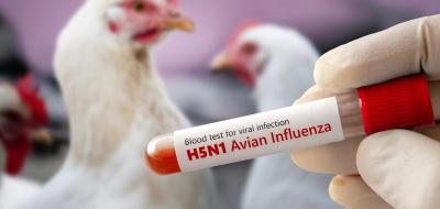Zwei Hühner im Hintergrund, im Vordergrund eine Blutprobe in einem Reagenzglas