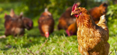 Hühner auf einer Wiese