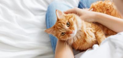 Katze auf Schoss