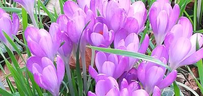 lila farbene Krokusse auf einer Wiese