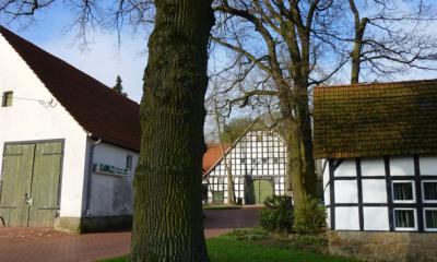 Fachwerkhäuser und ein Baum im Vordergrund