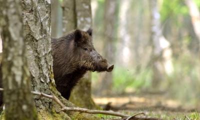 Ein Wildschwein schaut hinter einem Baum hervor.