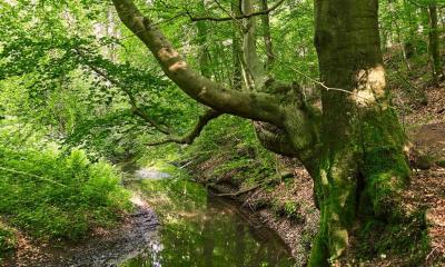 Bach im Wald