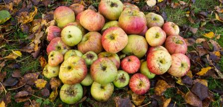 Äpfel liegen auf einer Wiese mit Herbstlaub