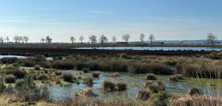 Landschaft Moor