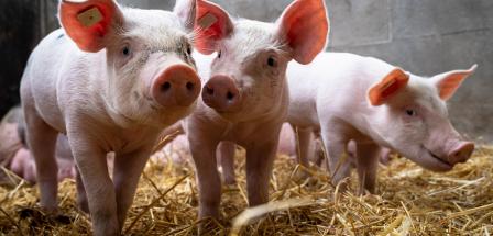 Schweine im Stroh