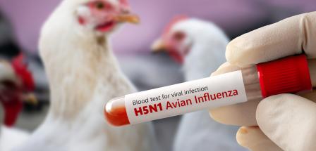 Zwei Hühner im Hintergrund, im Vordergrund eine Blutprobe in einem Reagenzglas