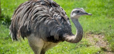 Laufvogel auf einer Wiese