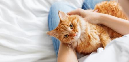 Katze auf Schoss