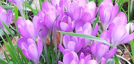lila farbene Krokusse auf einer Wiese