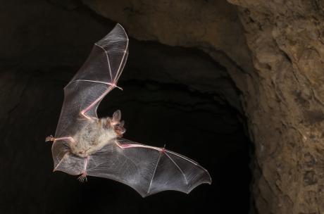 Großes Mausohr im Flug Fledermaus im Flug
