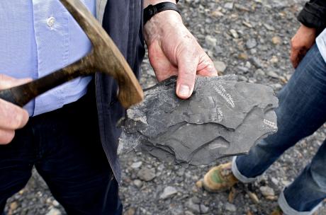 Person schlägt mit Hammer auf Fossilie