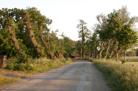 Lindenallee Alt Barenaue Blick in eine Allee mit Bäumen