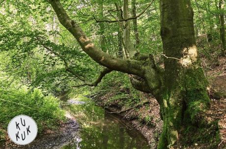 Ein Bach fließt durch einen Laubwald.