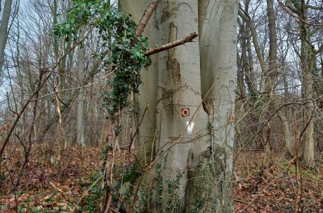 großer Baum in einem Wald