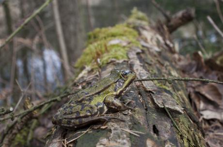 Frosch sitzt auf einem Baumstamm