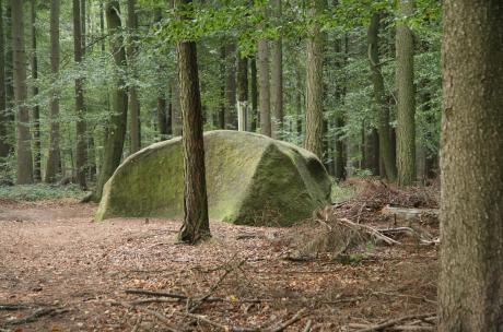 Stein im Wald