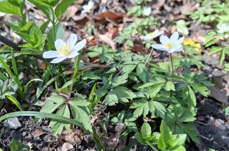 Weißblühende Blume