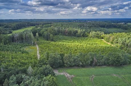 Blick aus der Vogelperspektive auf ein Waldgebiet