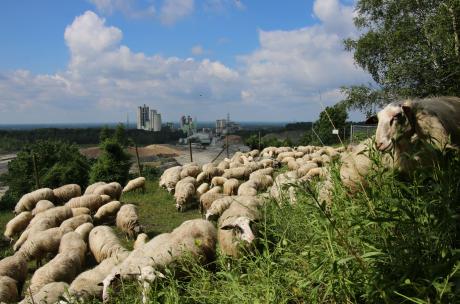 Schafherde an einem Steinruch